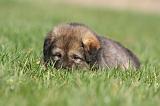 DOGUE DU TIBET 263